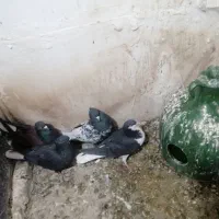 کفتر