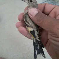 جوجه سهره