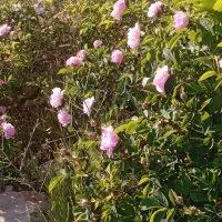 چیدن گل محمدی نصفه ای