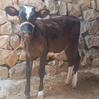 بره نر و ماده چاق،گوساله،بز