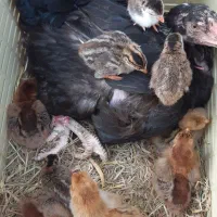 مرغ مادر  باجوجه کاکولی