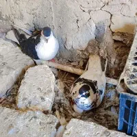 کفتر