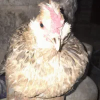حراج حراج مرغ نژاد دار ۴ عدد تخم گذار