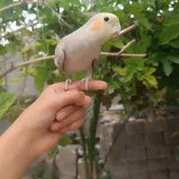 پرنده و ساعت