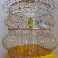 مرغ عششق