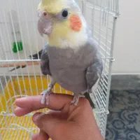 عروس هلندی نر وماده