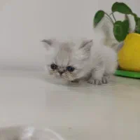 بچه گربه نژاد دار