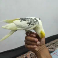 عروس هلندی|پرنده|قائم‌شهر, |دیوار