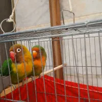 طوطی برزیلی جفت سالم و سرحال