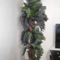 فروش چند درختچه