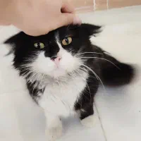 واگذاری سرپرستی گربه