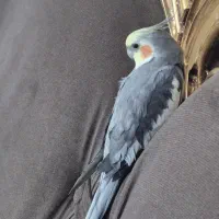 عروس هلندی بالغ و سخنگو