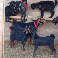 بز کهره دار 6عدد2 آبستن