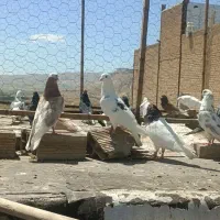 کبوتر