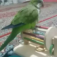 جوجه طوطی راهب