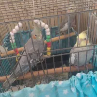 عروس هلندی سخنگو