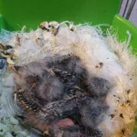 جوجه سهره قناری