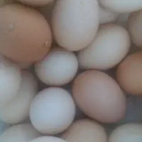 تخم مرغ محلی