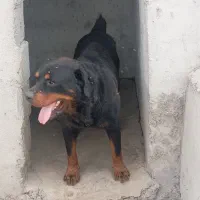 سگ‌رو‌تو‌یلر‌نر