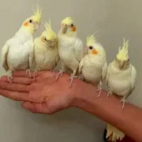 جوجه عروس هلندی سخنگو  .یه جفت مولد لوتینو سخنگو