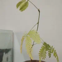 واگذاری گل قهر و آشتی