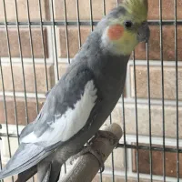 عروس هلندی طوطی