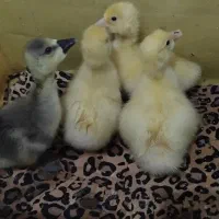 ۴ عدد جوجه قو ۱۱روزه