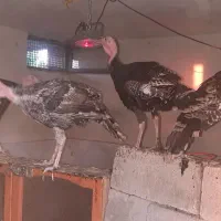 بوقلمون