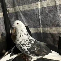 ۹ عدد کفتر خوب قیمت  دونه ای سیصد و پنجاه یجایی