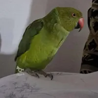 طوطی گم شده کوهپایه