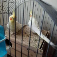 عروس هلندی