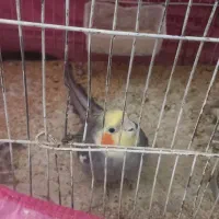 دو عدد عروس هلندی