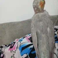 عروس جفت۱۵ماه