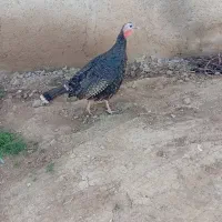 بوقلمون ماده