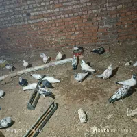 کبوتر|پرنده|مهاباد (آذربایجان غربی), |دیوار