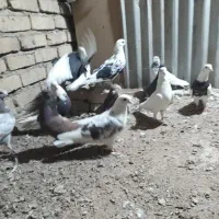 کفتر|پرنده|ملایر, |دیوار