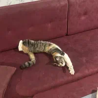 واگذاری گربه دی اس اچ مهربون