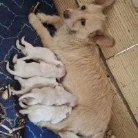 توله سگ شیتروز روباهی