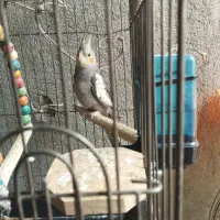 پرنده|پرنده|پیرانشهر, |دیوار