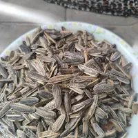 تخمه مخصوص طوطی وپرنده 180