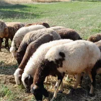 گوسفند شیره دار  آبستن برای داشتی