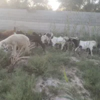بزنژادی کامورای وگلابی