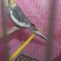 عروس هلندی نربالغ