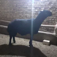 قوچ سیاه لخت وکار بلد