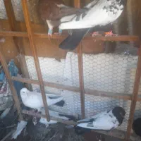 ۱۱عدد کبوتر رنگی