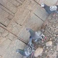 کبوتر