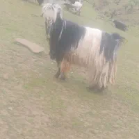 بعد