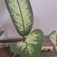 دوعدگل دیفین