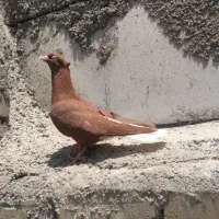 کبوتر