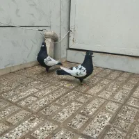 جفت گاه رنگه